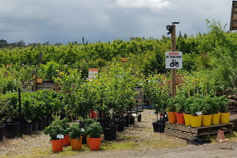 Day Tour Of Yarra Valley Puffing Billy And Rayners Orchard - Accommodation in Bendigo 46