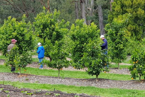 Day Tour Of Yarra Valley Puffing Billy And Rayners Orchard - Accommodation in Bendigo 1