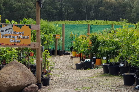 Day Tour Of Yarra Valley Puffing Billy And Rayners Orchard - Accommodation in Bendigo 22