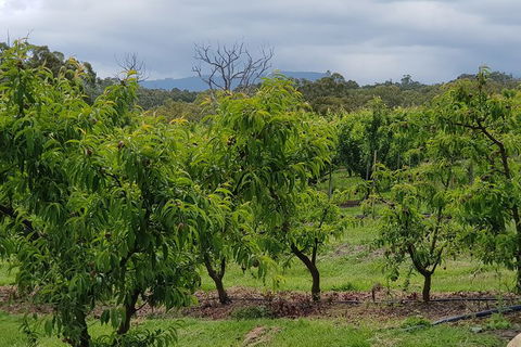 Day Tour Of Yarra Valley Puffing Billy And Rayners Orchard - Accommodation in Bendigo 41