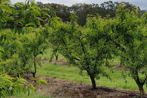 Day Tour Of Yarra Valley Puffing Billy And Rayners Orchard - Accommodation in Bendigo 49