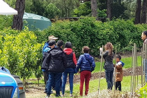 Day Tour Of Yarra Valley Puffing Billy And Rayners Orchard - Accommodation in Bendigo 16
