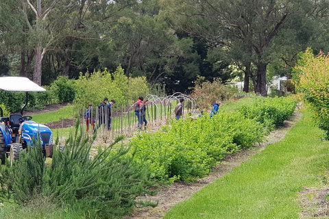 Day Tour Of Yarra Valley Puffing Billy And Rayners Orchard - Accommodation in Bendigo 29