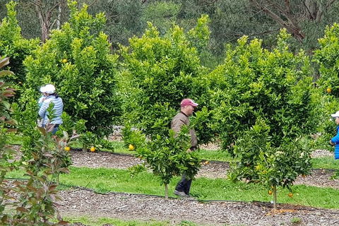 Day Tour Of Yarra Valley Puffing Billy And Rayners Orchard - Accommodation in Bendigo 34