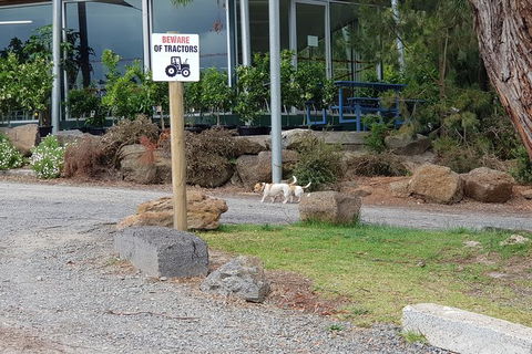 Day Tour Of Yarra Valley Puffing Billy And Rayners Orchard - Accommodation in Bendigo 2