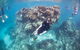 Coral Bay 2-Hour Coral Viewing And Snorkeling - thumb 3
