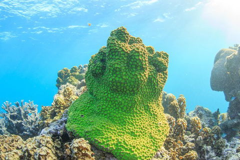Coral Bay 2-Hour Coral Viewing And Snorkeling - Accommodation in Bendigo 5