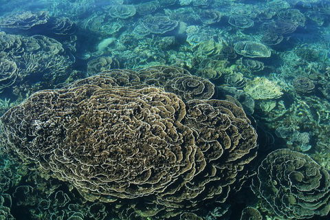 Coral Bay 2-Hour Coral Viewing And Snorkeling - Accommodation in Bendigo 1