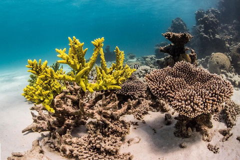 Coral Bay 2-Hour Coral Viewing And Snorkeling - Accommodation in Bendigo 2