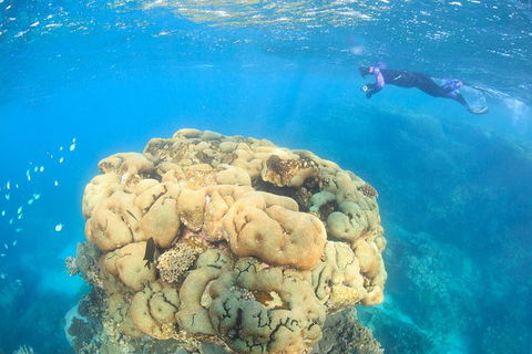 Coral Bay 2-Hour Coral Viewing And Snorkeling - Accommodation in Bendigo 4