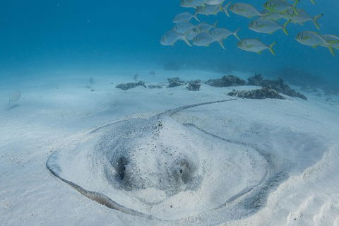 Coral Bay 3-Hour Turtle Ecotour - Accommodation in Bendigo 2