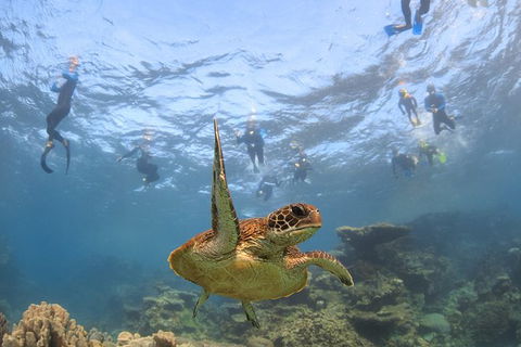 Coral Bay 3-Hour Turtle Ecotour - Accommodation in Bendigo 4