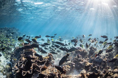 Coral Bay 3-Hour Turtle Ecotour - Accommodation in Bendigo 5