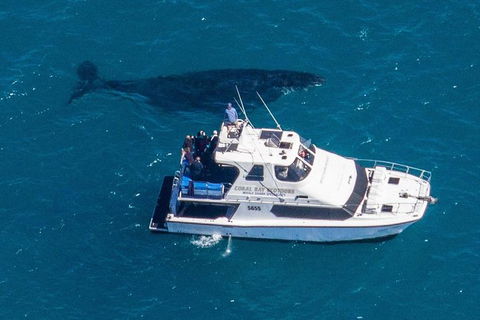 Humpback Whale Safari - Accommodation in Bendigo 2