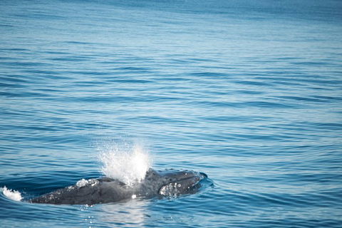 Humpback Whale Safari - Accommodation in Bendigo 4