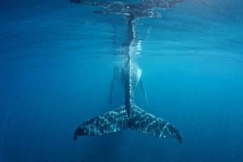 Humpback Whale Safari - Accommodation in Bendigo 5