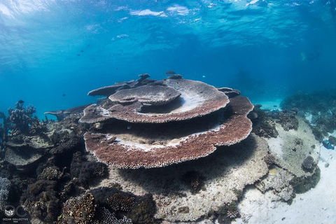 Whale Shark Adventure Tour - Accommodation in Bendigo 7