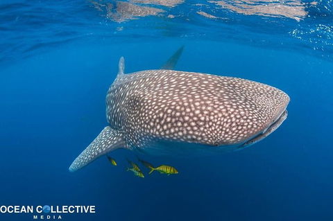 Whale Shark Adventure Tour - Accommodation in Bendigo 11