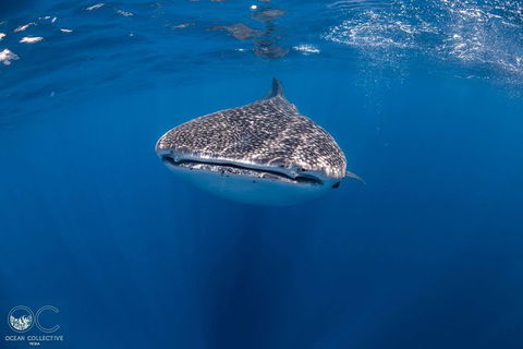 Whale Shark Adventure Tour - Accommodation in Bendigo 1