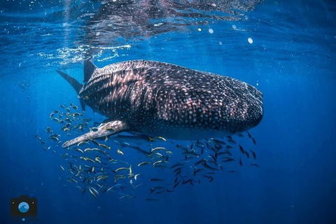 Whale Shark Adventure Tour - Accommodation in Bendigo 2