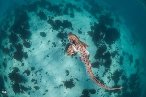Whale Shark Adventure Tour - Accommodation in Bendigo 3