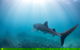 Whale Shark Adventure Tour - thumb 9