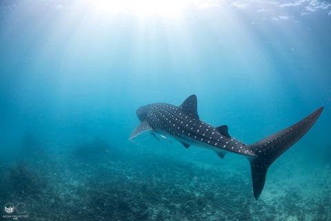 Whale Shark Adventure Tour - Accommodation in Bendigo 9