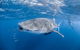 Whale Shark Adventure Tour - thumb 0