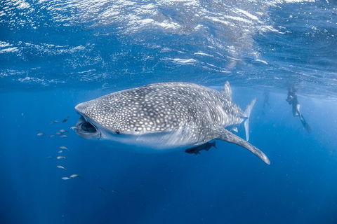 Whale Shark Adventure Tour - Accommodation in Bendigo 0