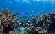 Whale Shark Adventure Tour - thumb 5