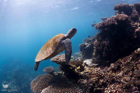Whale Shark Adventure Tour - Accommodation in Bendigo 4