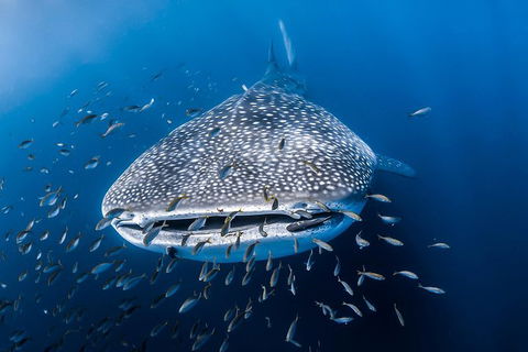 Whale Shark Adventure Tour - Accommodation in Bendigo 8