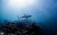 Whale Shark Adventure Tour - thumb 6