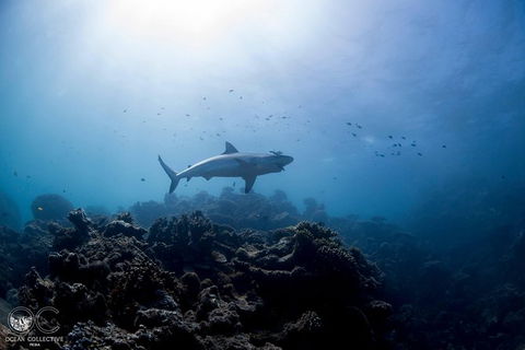 Whale Shark Adventure Tour - Accommodation in Bendigo 6