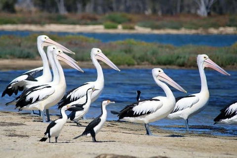 Romance Cruise + Scenic Tour + Beer Tasting + 3 Course Lunch + Hamper - Accommodation in Bendigo 5