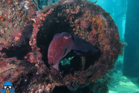 PADI Open Water Course - Accommodation in Bendigo 1