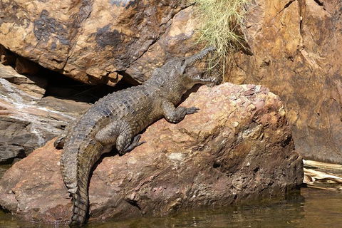 Ord River Experience With Riverside Lunch - Accommodation in Bendigo 2
