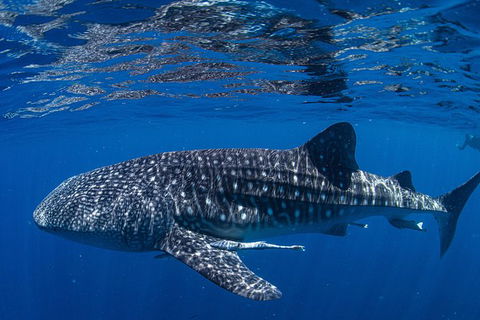 Full-Day Whale Sharks Swimming Experience On Ningaloo Reef - Accommodation in Bendigo 10