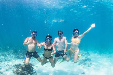 Full-Day Whale Sharks Swimming Experience On Ningaloo Reef - Accommodation in Bendigo 5