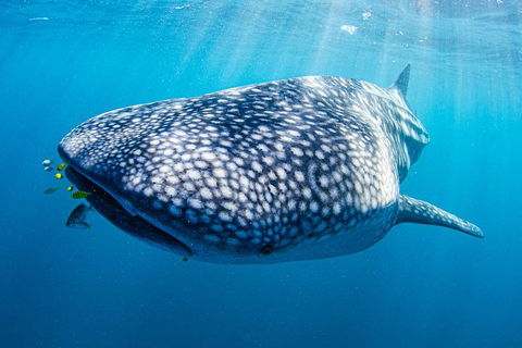 Full-Day Whale Sharks Swimming Experience On Ningaloo Reef - Accommodation in Bendigo 9