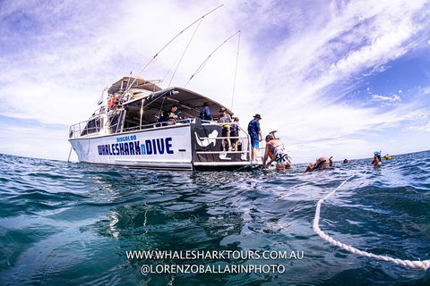 Full-Day Whale Sharks Swimming Experience On Ningaloo Reef - Accommodation in Bendigo 13