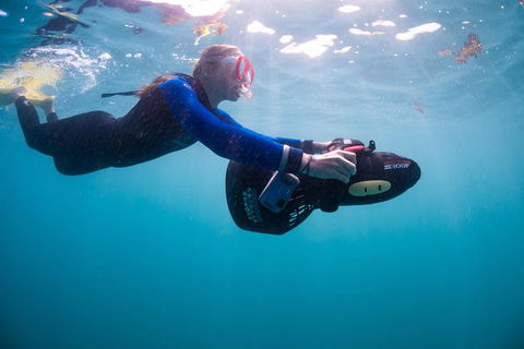 Full-Day Whale Sharks Swimming Experience On Ningaloo Reef - Accommodation in Bendigo 4