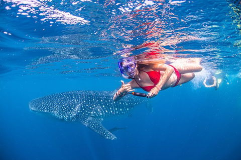 Full-Day Whale Sharks Swimming Experience On Ningaloo Reef - Accommodation in Bendigo 0