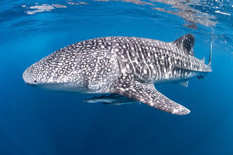 Full-Day Whale Sharks Swimming Experience On Ningaloo Reef - Accommodation in Bendigo 14