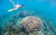 Full-Day Whale Sharks Swimming Experience On Ningaloo Reef - thumb 6