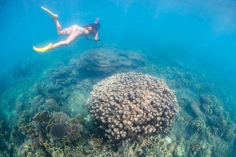 Full-Day Whale Sharks Swimming Experience On Ningaloo Reef - Accommodation in Bendigo 6