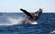 Full-Day Whale Sharks Swimming Experience On Ningaloo Reef - thumb 8