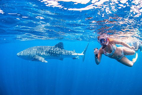 Full-Day Whale Sharks Swimming Experience On Ningaloo Reef - Accommodation in Bendigo 17