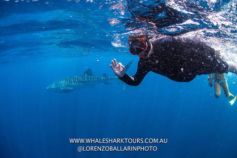 Full-Day Whale Sharks Swimming Experience On Ningaloo Reef - Accommodation in Bendigo 2