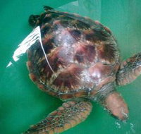 Australian Seabird Rescue - Accommodation in Bendigo